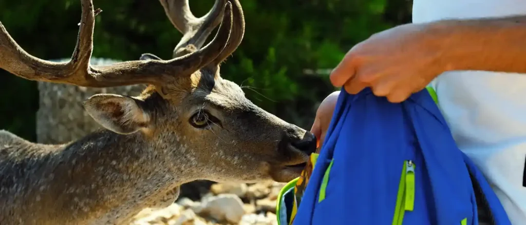 Deer Beach Croatia Destination